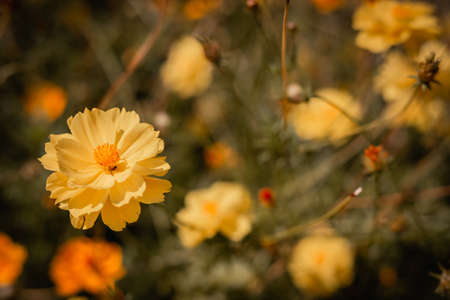 Blooming Yellow Cosmos flowers in garden with blue sky.の写真素材