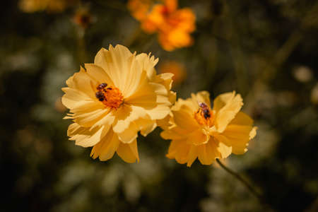 Blooming Yellow Cosmos flowers in garden with blue sky.