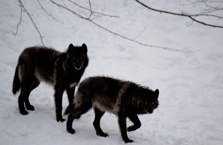 Black wolves walking in the snowの写真素材