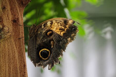 Forest Giant Owl butterflyの写真素材
