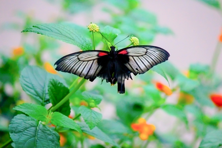 Lowi Swallowtail butterfly