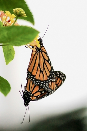 Monarch butterfly coupling