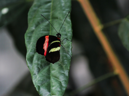 Postman butterfly on a leafの写真素材
