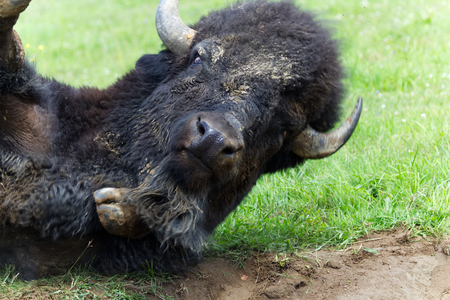 Big American Buffalo rolling in the grass on a hot summer day-Stock photosの写真素材