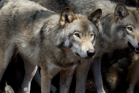 Two wolves in the forest looking at the same place.-Stock Photos