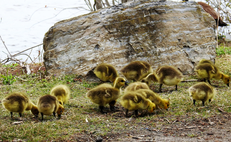 Canadian baby geese by the water