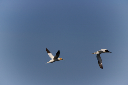 Two gannet flying by, contrasting with the blue skyの写真素材