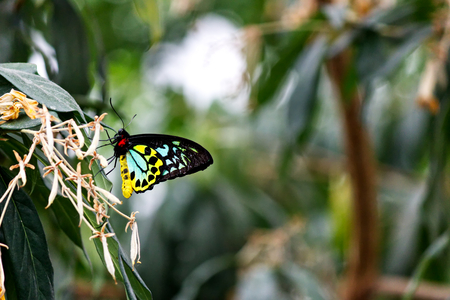 Butterfly on a leaf