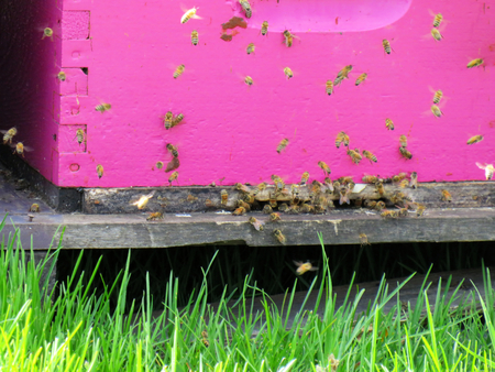 Pink Entrance of a beehive with bees flying around1の写真素材