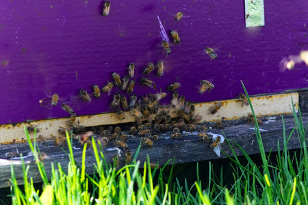 Purple Entrance of a beehive with bees flying aroundの写真素材