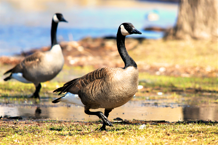 Couple of Canadian geese walking near the waterの写真素材