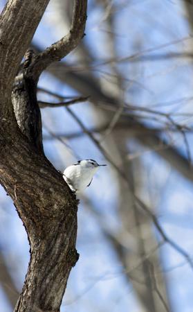 White-breasted nuthatch perched in a treeの写真素材