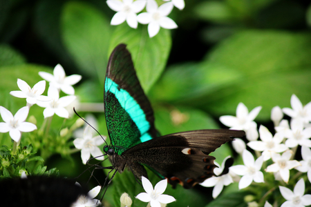 Banded Peacock butterfly with bright green and black wingsの写真素材
