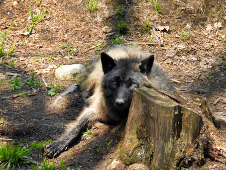 Black wolf relaxing on the ground in the woods