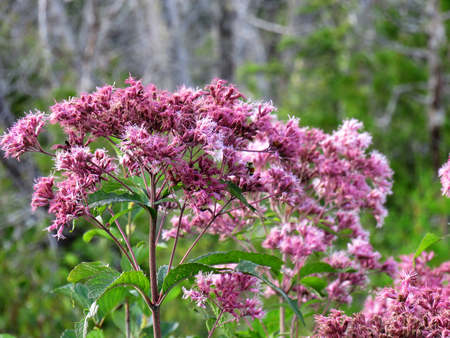 Dark pink wild flower