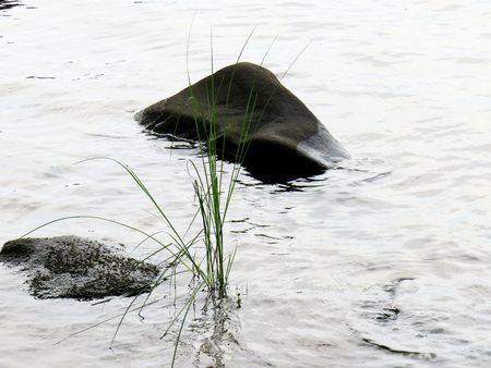 A rock in the middle of the lake with a stalk of grass coming out of the water