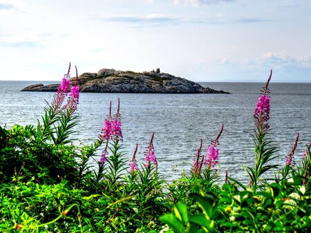 Waterscape with pink flowers and a small island in the background in HDRの写真素材