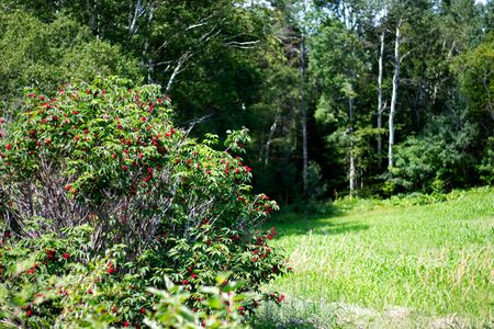 Bright red fruits in a tree surrounded by tall treesの写真素材
