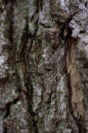 Close-up of a tree bark