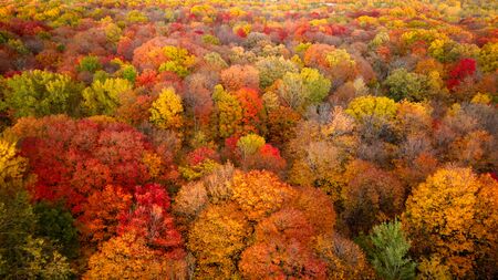 Aerial view of a forest with the colorful autumn leavesの写真素材