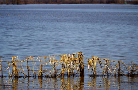 Fence submerged by the rising water of a flood with dead grass covering itの写真素材