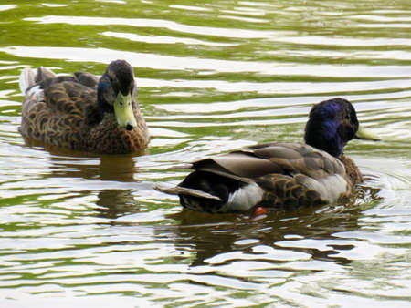 Close-up of two ducks swimming on the lakeの写真素材