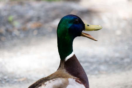 close-up of a quacking duckの写真素材