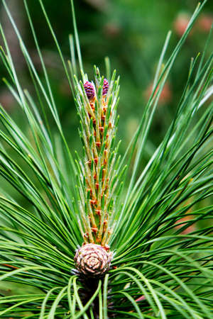 Small pine cone and a beautiful flower ..