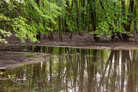 Tall trees near the swamp in the middle of the forestの写真素材