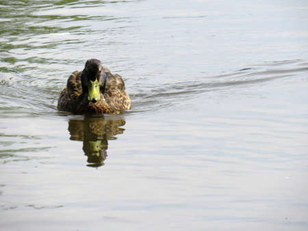 duck in the water swimming forward making a small wave behind himの写真素材