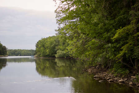 Reflection of mature trees by the river at duskの写真素材