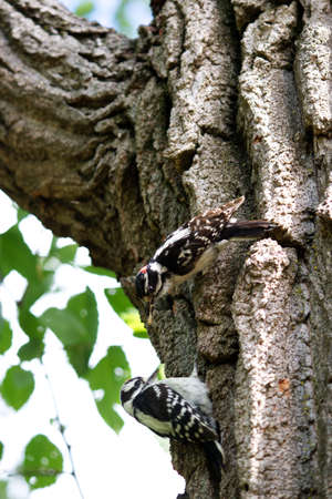 male hairy woodpecker giving a larva to it baby in the woodsの写真素材