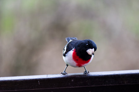 Close up of a male rose breasted cardinal on the side of the balcony with the head tiltedの写真素材