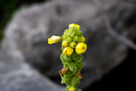 Macro of the bud of bright yellow flowers in the summer