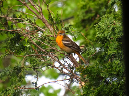 A female baltimore oriole in the cedar tree with her orange colorの写真素材