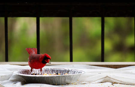 Bright red cardinal eating seeds in an aluminum plateの写真素材