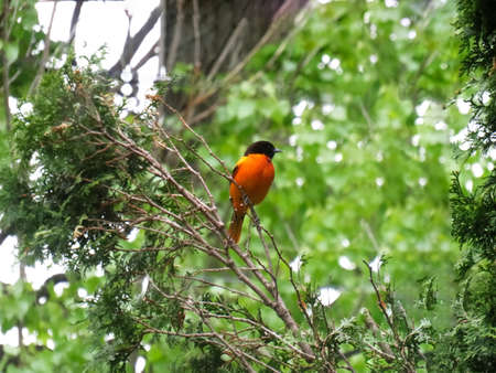 Baltimore oriole male bird perched on a cedar branch in the springの写真素材