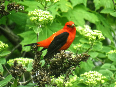 Close up of a scarlet piranga on flowers in the summerの写真素材