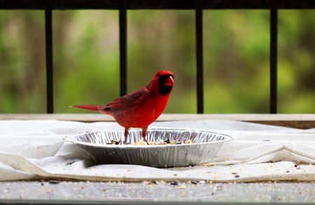 Close capture of a bright red cardinal bird looking up after eating seeds in an aluminum plateの写真素材