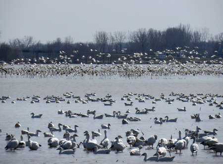 Flock of snow geese covering a lake in the fallの写真素材