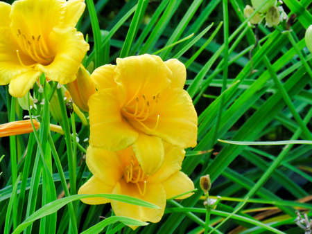 Close up of yellow lily in a fieldの写真素材