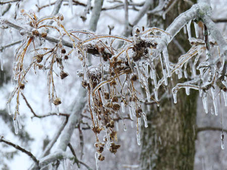 Close-up of branches covered with ice after the ice stormの写真素材