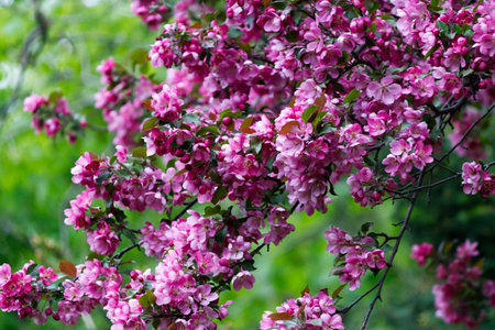 Close up of pink flowers in the garden with green leaves in the backgroundの写真素材