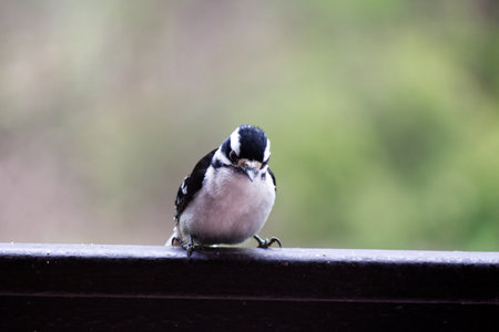 close-up of a female spotted woodpecker on a fenceの写真素材