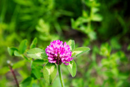 close-up of a purple flower from a cloverの写真素材