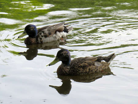 Couple of mallard ducks with blue head on the riverの写真素材