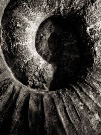 fossilの写真素材