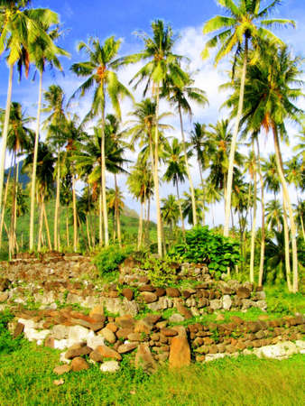 palmsの写真素材