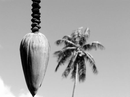 cocoの写真素材