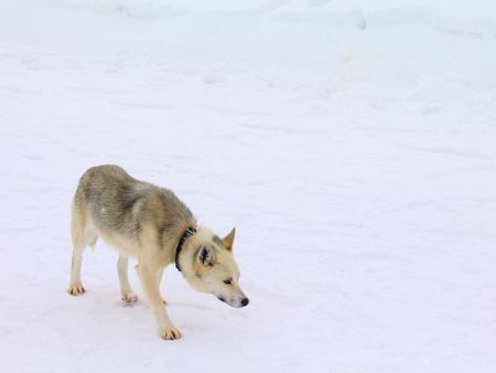 huskys